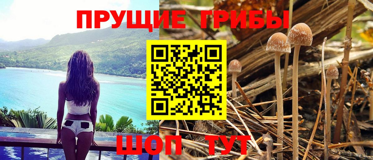 Ессентуки  что такое   Вход с VPN  Псилоцибиновые грибы мухоморы  Псилоцибиновые грибы Cubensis 